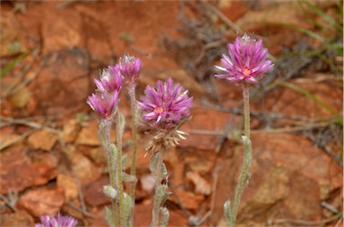 APII jpeg image of Ptilotus helipteroides  © contact APII