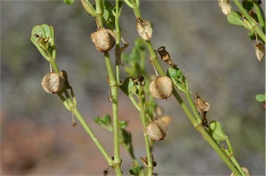 APII jpeg image of Zygophyllum eichleri  © contact APII