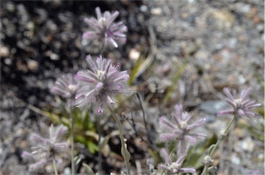 APII jpeg image of Ptilotus sessilifolius  © contact APII