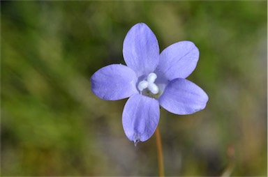 APII jpeg image of Wahlenbergia queenslandica  © contact APII