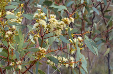 APII jpeg image of Eucalyptus socialis  © contact APII