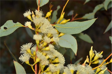 APII jpeg image of Eucalyptus socialis  © contact APII