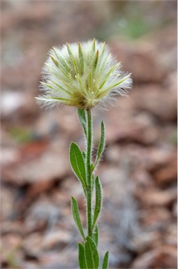 APII jpeg image of Ptilotus clementii  © contact APII