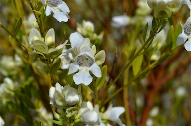 APII jpeg image of Prostanthera striatiflora  © contact APII