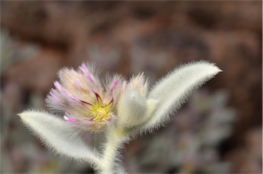 APII jpeg image of Ptilotus incanus  © contact APII