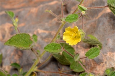 APII jpeg image of Abutilon fraseri subsp. fraseri  © contact APII