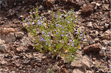 APII jpeg image of Scaevola glabrata  © contact APII