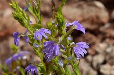 APII jpeg image of Scaevola glabrata  © contact APII