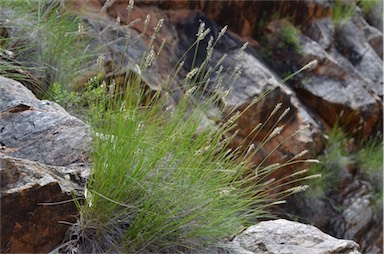 APII jpeg image of Neurachne tenuifolia  © contact APII