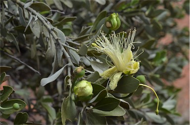 APII jpeg image of Capparis mitchellii  © contact APII