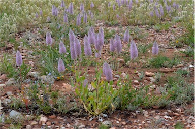 APII jpeg image of Ptilotus nobilis  © contact APII