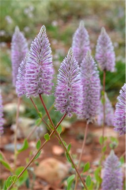 APII jpeg image of Ptilotus nobilis  © contact APII