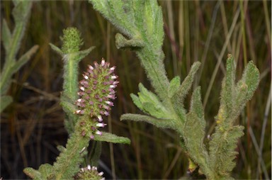 APII jpeg image of Pterocaulon serrulatum var. velutinum  © contact APII