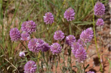 APII jpeg image of Ptilotus helipteroides  © contact APII