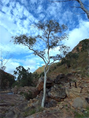 APII jpeg image of Corymbia aparrerinja  © contact APII