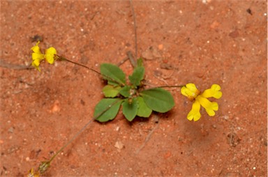 APII jpeg image of Goodenia gibbosa  © contact APII