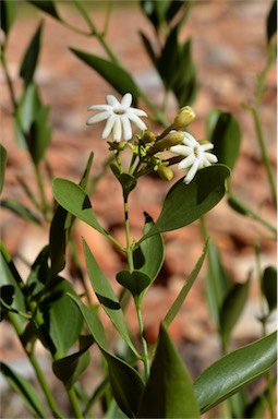 APII jpeg image of Jasminum calcareum  © contact APII