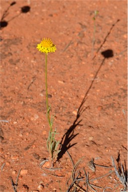 APII jpeg image of Leucochrysum stipitatum  © contact APII