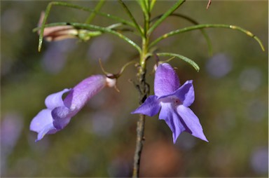 APII jpeg image of Eremophila gilesii subsp. gilesii  © contact APII