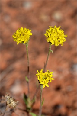 APII jpeg image of Schoenia ayersii  © contact APII