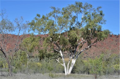 APII jpeg image of Corymbia aparrerinja  © contact APII