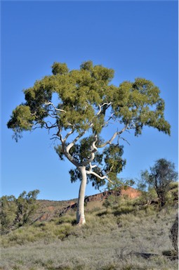 APII jpeg image of Corymbia aparrerinja  © contact APII