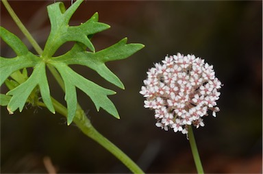 APII jpeg image of Trachymene gilleniae  © contact APII