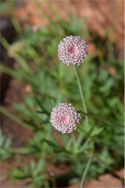 APII jpeg image of Trachymene gilleniae  © contact APII