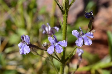 APII jpeg image of Goodenia ramelii  © contact APII