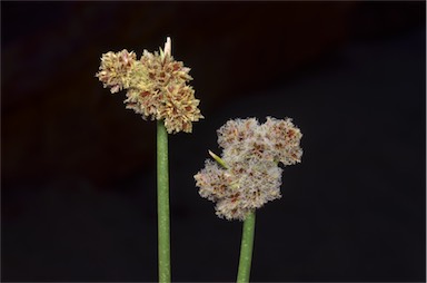 APII jpeg image of Cyperus gymnocaulos  © contact APII