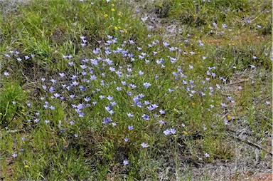 APII jpeg image of Wahlenbergia queenslandica  © contact APII