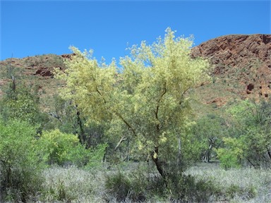 APII jpeg image of Acacia victoriae subsp. victoriae  © contact APII