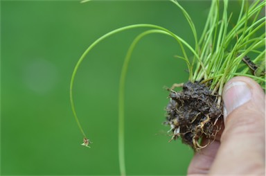 APII jpeg image of Eleocharis atricha  © contact APII