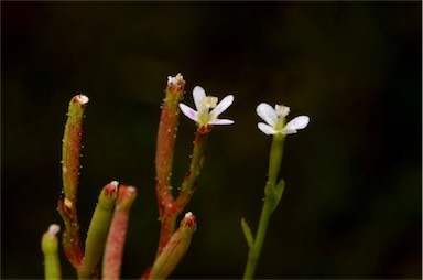 APII jpeg image of Stylidium despectum  © contact APII