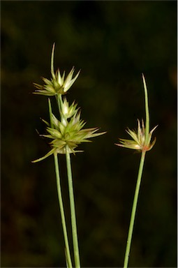 APII jpeg image of Juncus capitatus  © contact APII