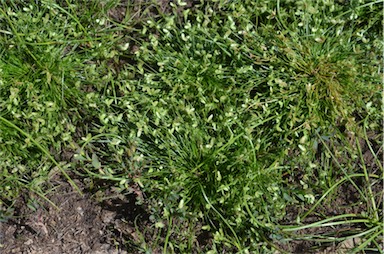 APII jpeg image of Isolepis levynsiana  © contact APII