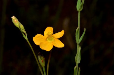 APII jpeg image of Hypericum gramineum  © contact APII