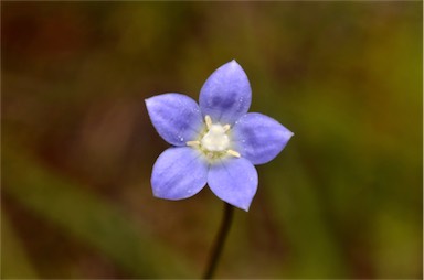 APII jpeg image of Wahlenbergia multicaulis  © contact APII