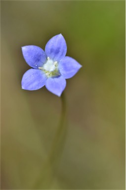 APII jpeg image of Wahlenbergia multicaulis  © contact APII