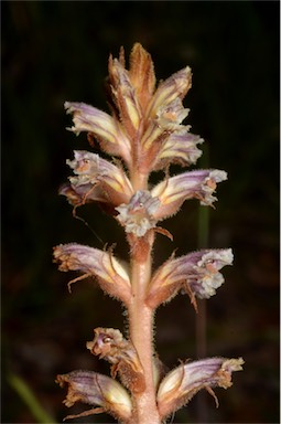 APII jpeg image of Orobanche minor  © contact APII