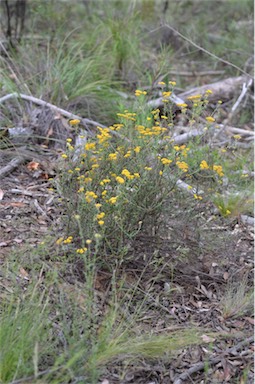 APII jpeg image of Ozothamnus obcordatus  © contact APII