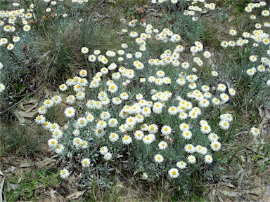 APII jpeg image of Leucochrysum alpinum  © contact APII