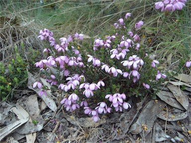 APII jpeg image of Tetratheca bauerifolia  © contact APII