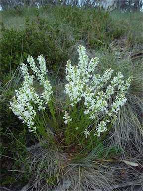 APII jpeg image of Stackhousia monogyna  © contact APII