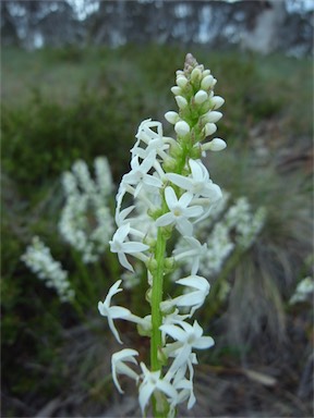 APII jpeg image of Stackhousia monogyna  © contact APII