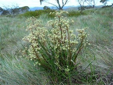 APII jpeg image of Aciphylla simplicifolia  © contact APII