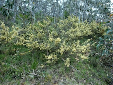 APII jpeg image of Pomaderris phylicifolia subsp. ericoides  © contact APII