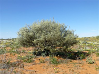 APII jpeg image of Acacia ramulosa  © contact APII