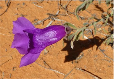 APII jpeg image of Eremophila macdonnellii  © contact APII