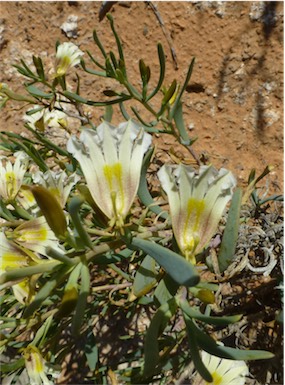 APII jpeg image of Scaevola collaris  © contact APII